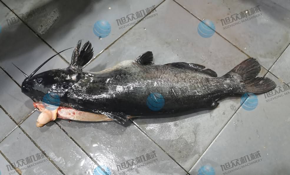 殺魚機(jī)，商用殺魚機(jī)，全自動(dòng)殺魚機(jī)，旭眾殺魚機(jī)，殺魚機(jī)哪家好