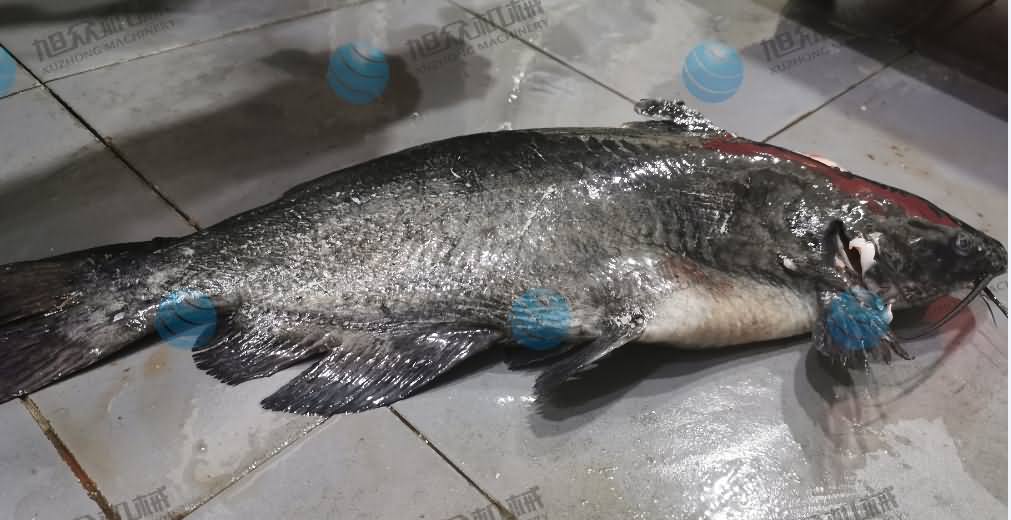 殺魚機(jī)，商用殺魚機(jī)，全自動(dòng)殺魚機(jī)，旭眾殺魚機(jī)，殺魚機(jī)哪家好