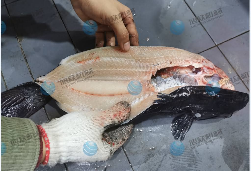 殺魚機(jī)，商用殺魚機(jī)，全自動(dòng)殺魚機(jī)，旭眾殺魚機(jī)，殺魚機(jī)哪家好