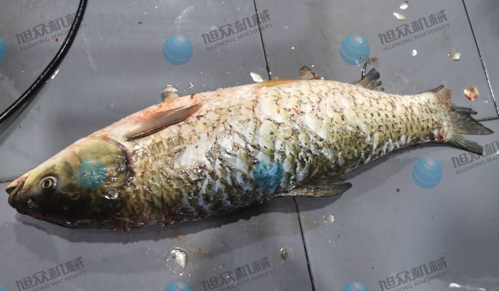 殺魚機(jī)，商用殺魚機(jī)，全自動(dòng)殺魚機(jī)，旭眾殺魚機(jī)，殺魚機(jī)哪家好