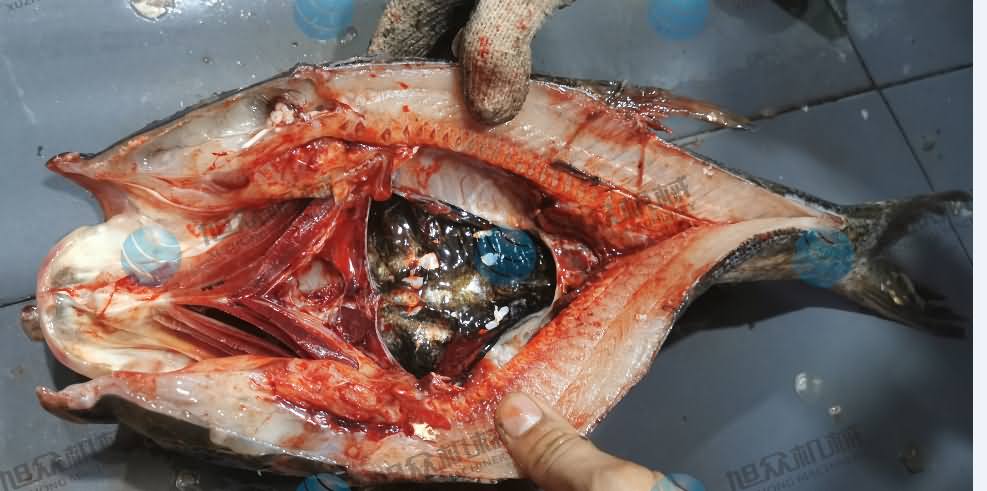 殺魚機(jī)，商用殺魚機(jī)，全自動(dòng)殺魚機(jī)，旭眾殺魚機(jī)，殺魚機(jī)哪家好
