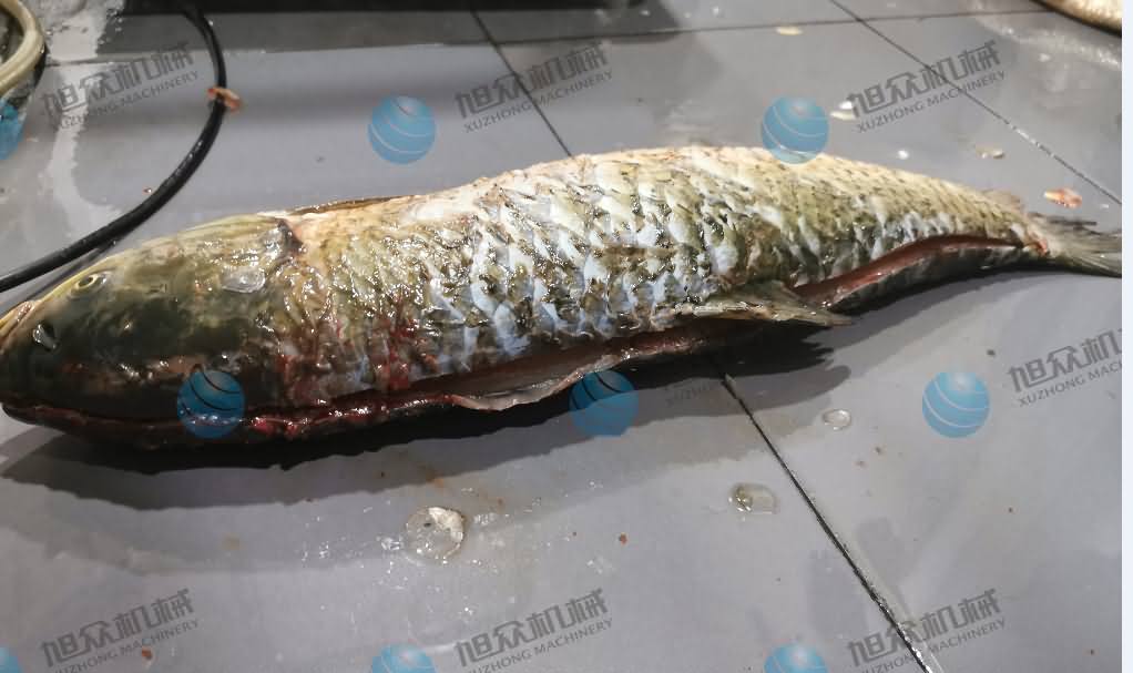 殺魚機(jī)，商用殺魚機(jī)，全自動(dòng)殺魚機(jī)，旭眾殺魚機(jī)，殺魚機(jī)哪家好