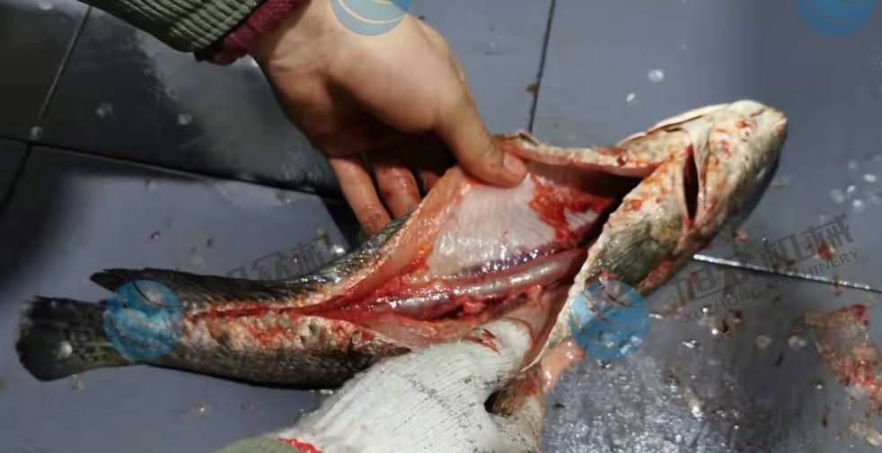 魚片機，片魚片機，片魚機，斜切魚片機，全自動魚片機