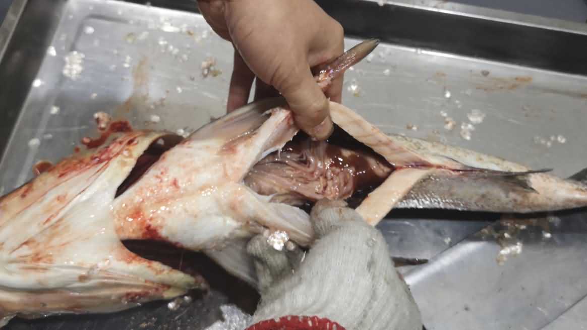 殺魚機(jī)，殺魚機(jī)器，自動殺魚機(jī)，殺魚機(jī)多少錢，殺魚機(jī)價格