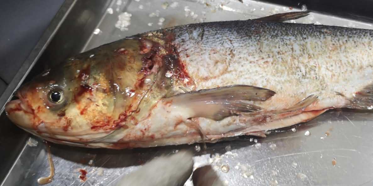 殺魚機(jī)，殺魚機(jī)器，自動殺魚機(jī)，殺魚機(jī)多少錢，殺魚機(jī)價格
