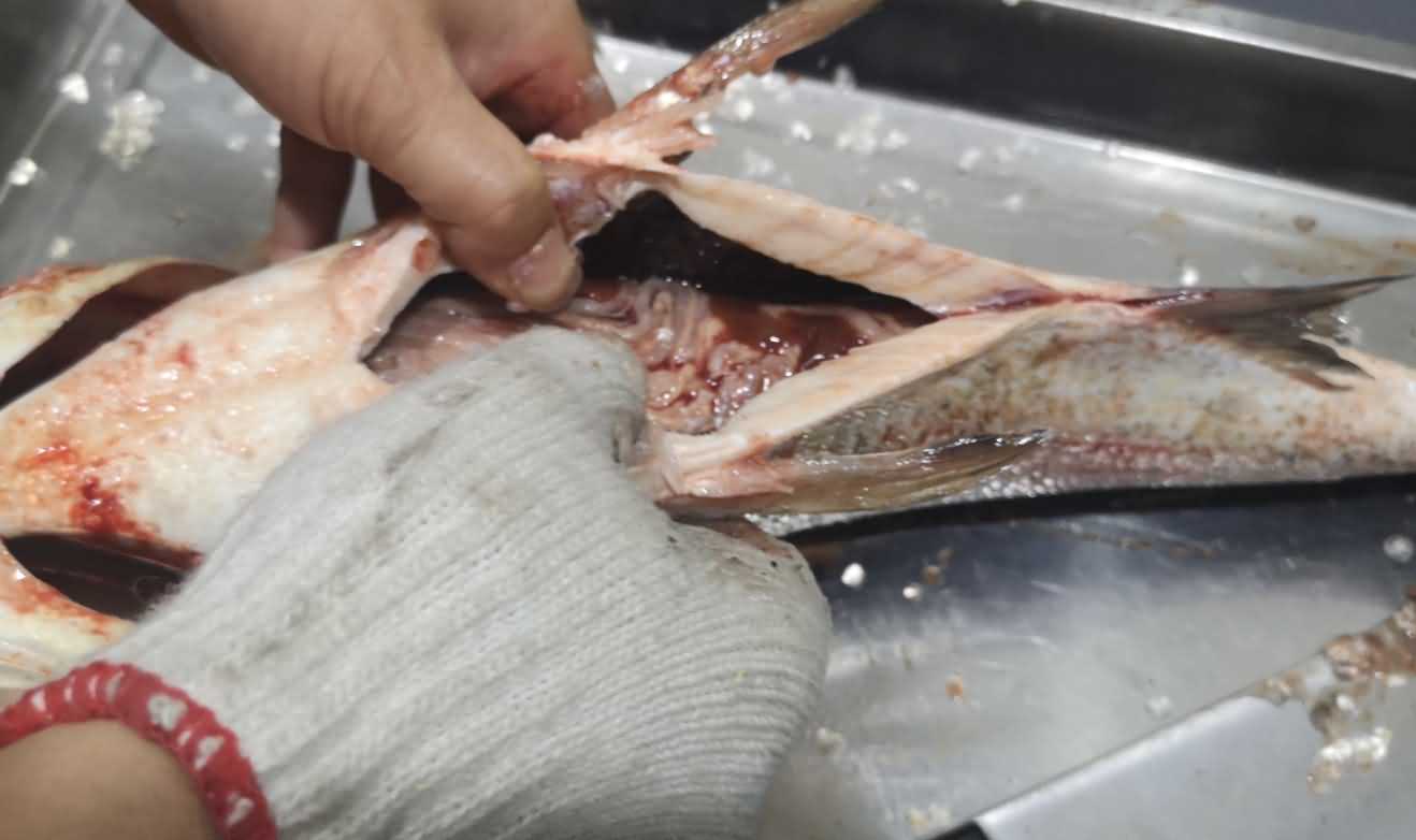 殺魚機(jī)，殺魚機(jī)器，自動殺魚機(jī)，殺魚機(jī)多少錢，殺魚機(jī)價格