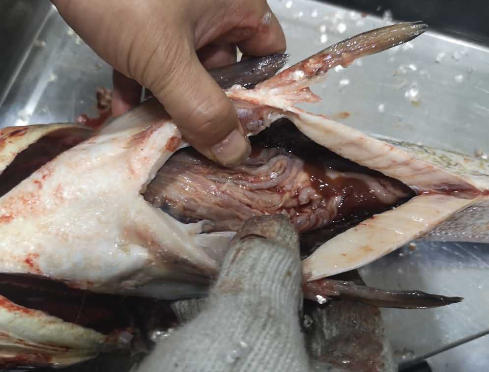 殺魚機(jī)，殺魚機(jī)器，自動殺魚機(jī)，殺魚機(jī)多少錢，殺魚機(jī)價格