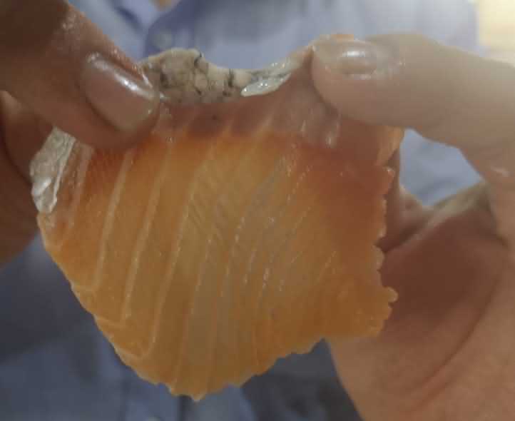魚片機，自動切魚片機，旭眾魚片機，多功能切魚片機，魚片機多少錢