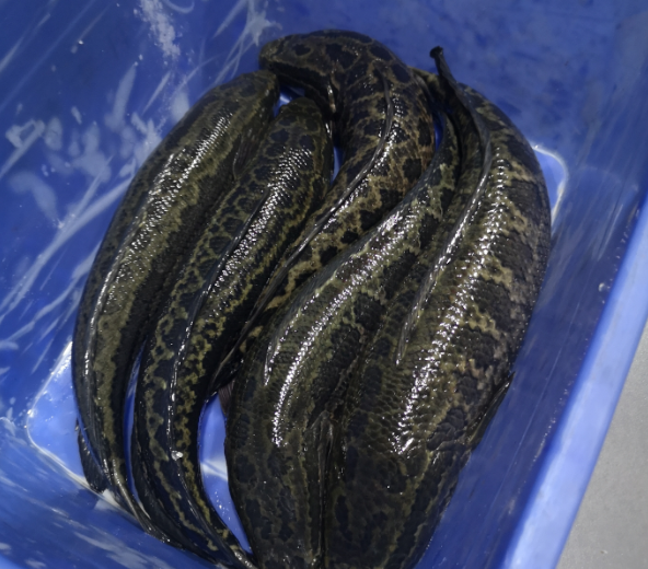 切魚片機(jī)，自動切魚片機(jī)，片魚片機(jī)器，魚片機(jī)廠家，切魚片機(jī)多少錢