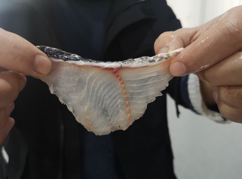 切魚片機(jī)，自動切魚片機(jī)，片魚片機(jī)器，魚片機(jī)廠家，切魚片機(jī)多少錢