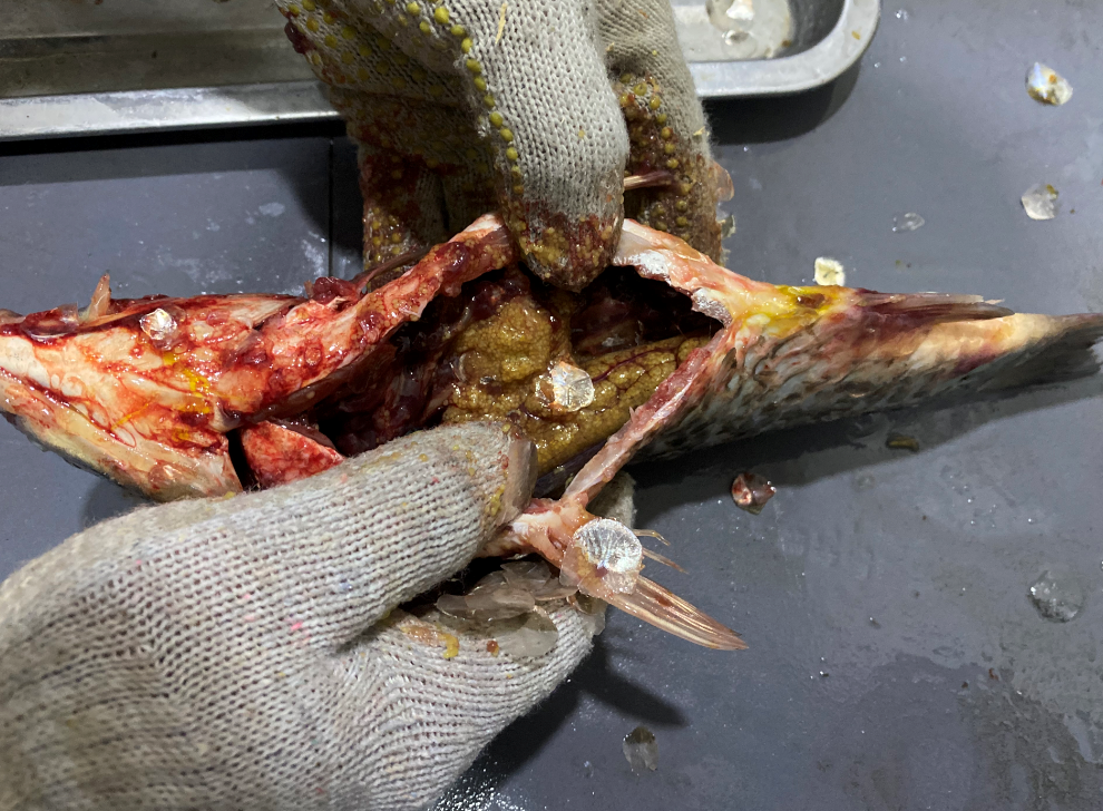 殺魚機，全自動殺魚機，殺魚機怎么樣，殺魚機廠家，商用殺魚機