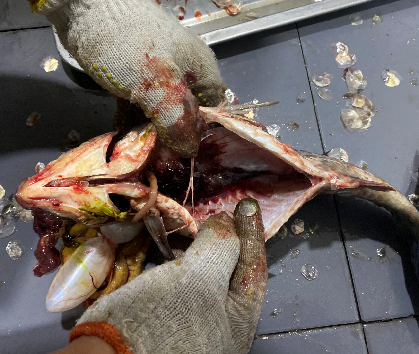 殺魚機，全自動殺魚機，殺魚機怎么樣，殺魚機廠家，商用殺魚機