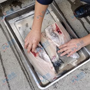 全自動切魚片，去魚骨機