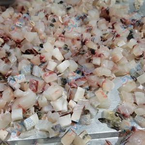全自動切丁機 “切丁機切10mm草魚丁 ”效果反饋！