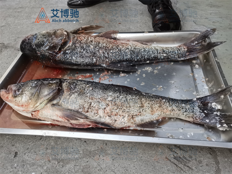 艾博馳殺魚(yú)機(jī)加工完花鰱之后的效果